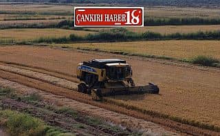 Çankırı Kızılırmak'ta 2026 yılı çeltik hasadı başladı