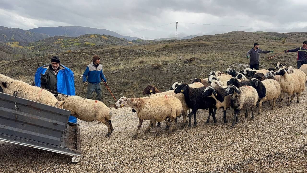 Erzincan'da yayla sezonu bitti, üreticiler dönüş yoluna geçti