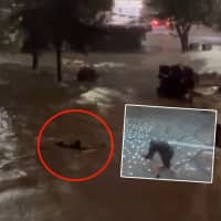 Van'da yasa dışı bahis ve dolandırıcılık operasyonunda 11 tutuklama