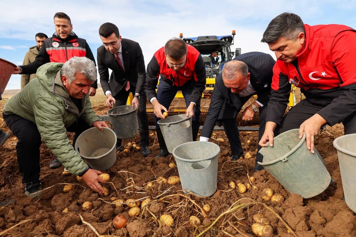 Valimiz Sayın Nedim Akmeşe, Altunhisar'da Patates Hasadına Katıldı