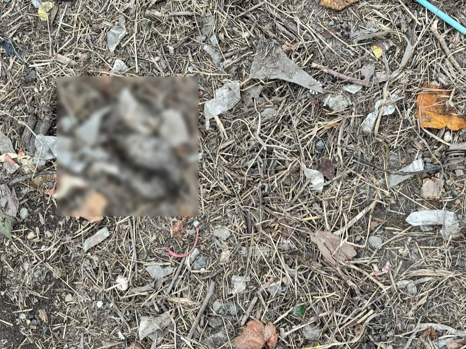 Sakarya'da iki yavru kedi kesici aletle öldürülmüş halde bulundu
