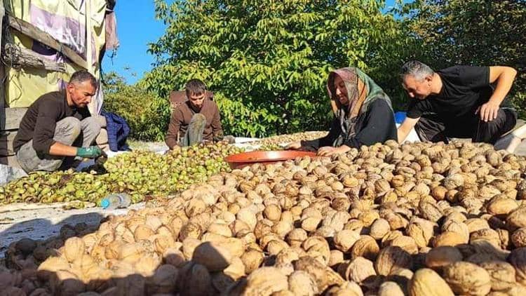 Yozgat'ta ceviz hasadı başladı ancak üretici fiyat uçurumundan dertli