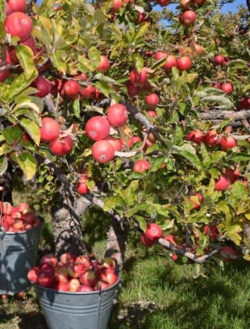 Niğde misket elmasında hasat başladı