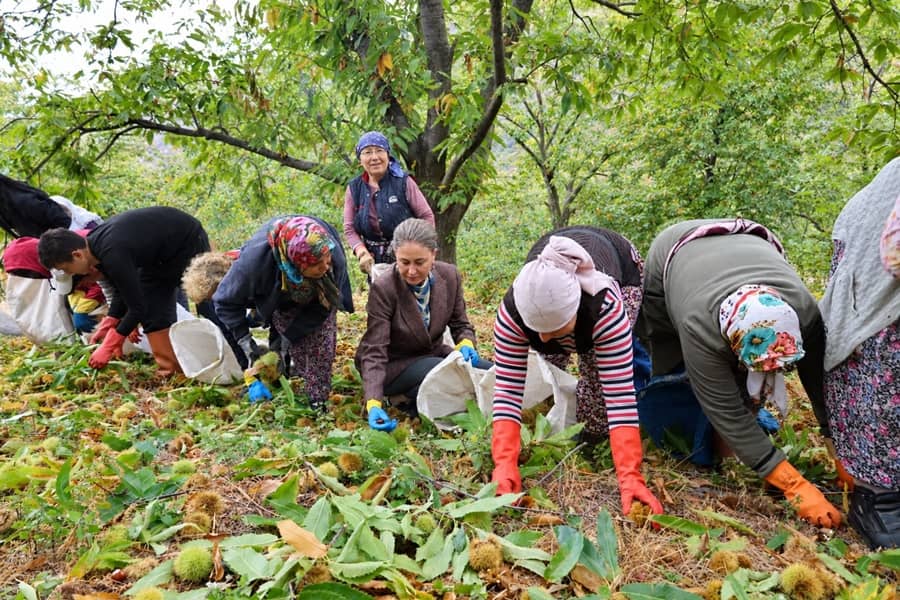 Aydın Nazilli'de Yüksek Kesimlerde Kestane Toplandı