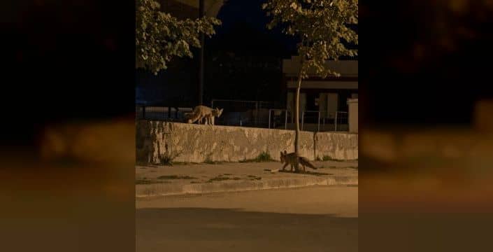Erzincan'da tilkiler şehir merkezinde, ayılar köylerde görüldü